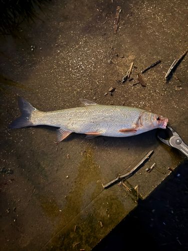 ウグイの釣果