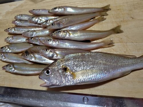 キスの釣果