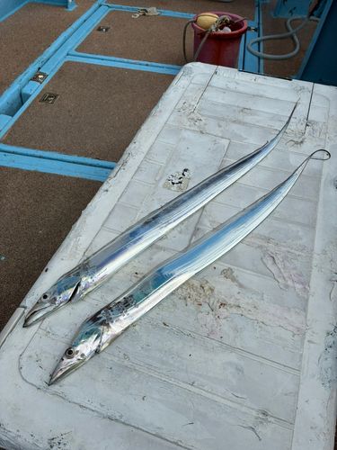 タチウオの釣果