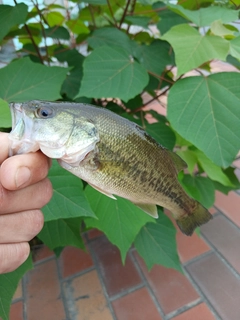 ラージマウスバスの釣果