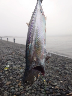 マルソウダの釣果