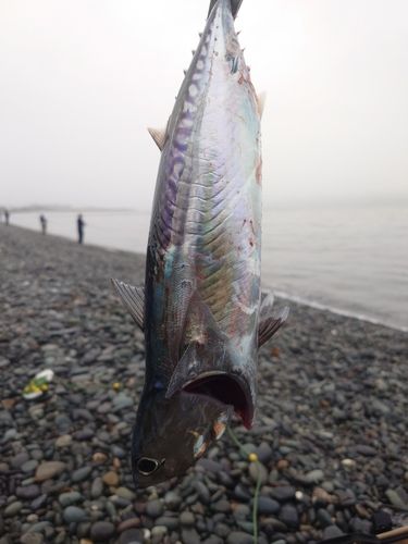 マルソウダの釣果
