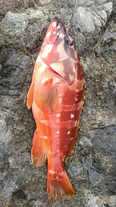 アカハタの釣果