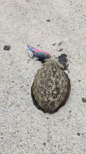 モンゴウイカの釣果