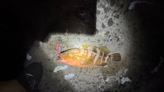 キジハタの釣果