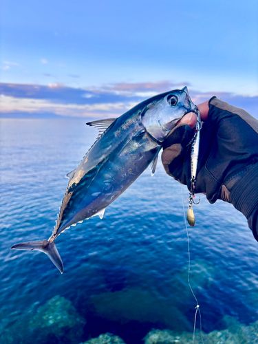 スマカツオの釣果