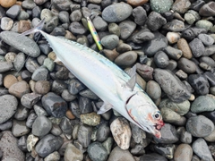 マルソウダの釣果