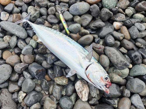 マルソウダの釣果