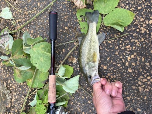 ラージマウスバスの釣果
