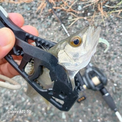 セイゴ（マルスズキ）の釣果