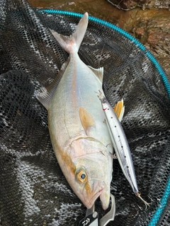 ショゴの釣果