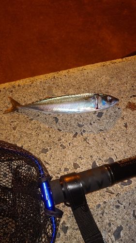 マサバの釣果