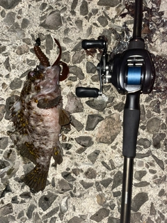 ムラソイの釣果
