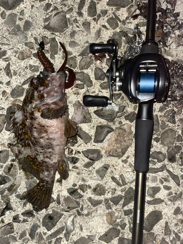 ムラソイの釣果