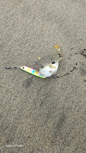 クサフグの釣果