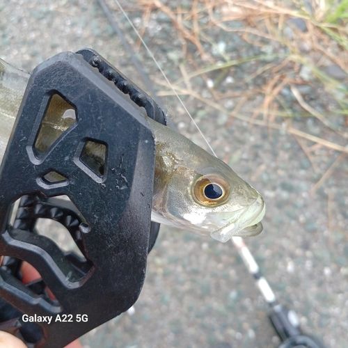 セイゴ（マルスズキ）の釣果