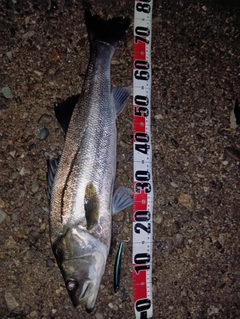 スズキの釣果