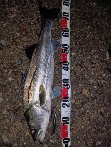スズキの釣果