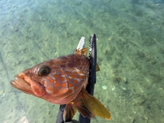 ハタの釣果