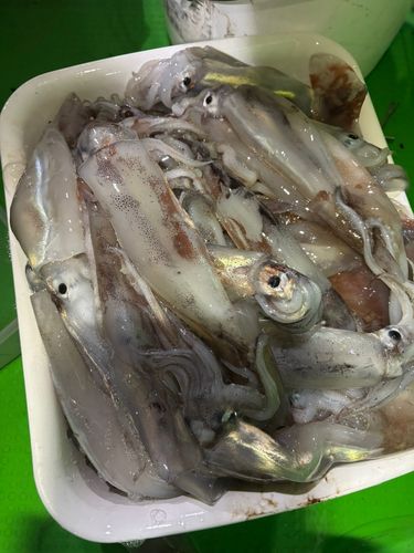 スルメイカの釣果