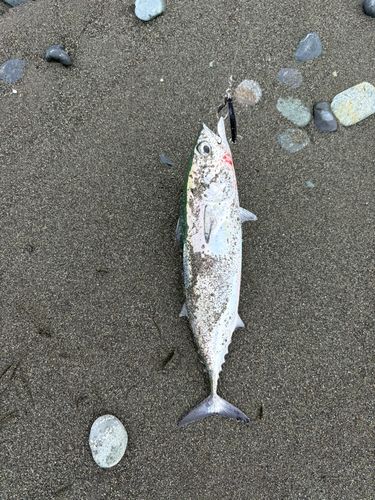 ソウダガツオの釣果
