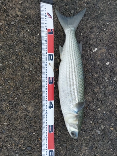 ボラの釣果