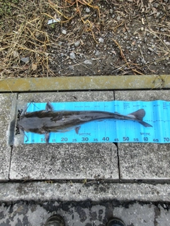 アメリカナマズの釣果
