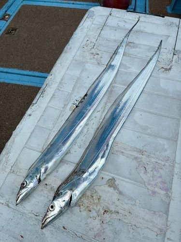 タチウオの釣果