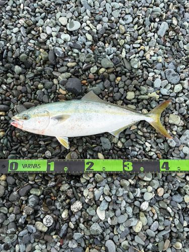 イナダの釣果