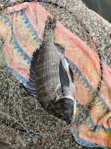 チヌの釣果