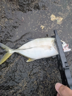 メッキの釣果