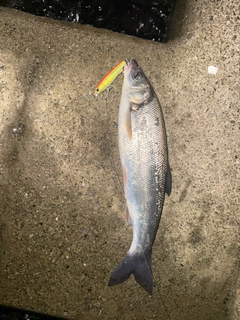 ウグイの釣果