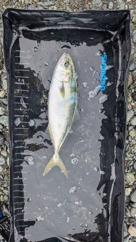 イナダの釣果