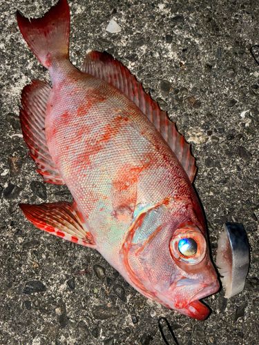 ホウセキキントキの釣果
