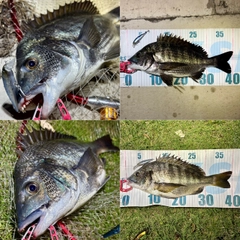 チヌの釣果