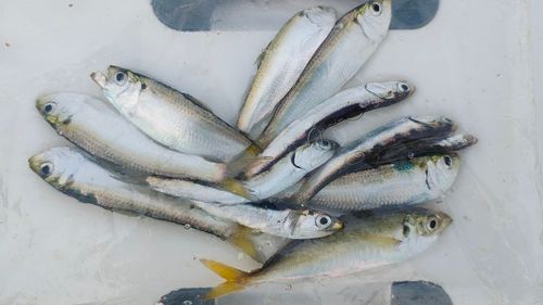 サッパの釣果