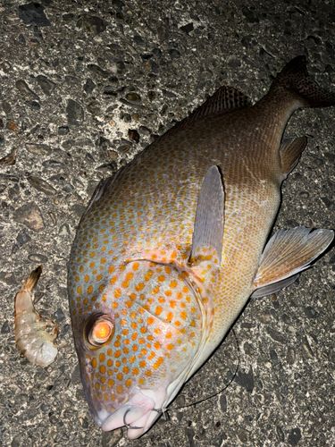コロダイの釣果