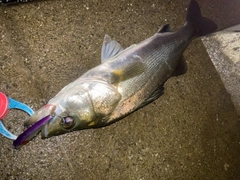 シーバスの釣果