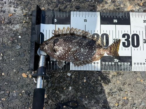 アイゴの釣果