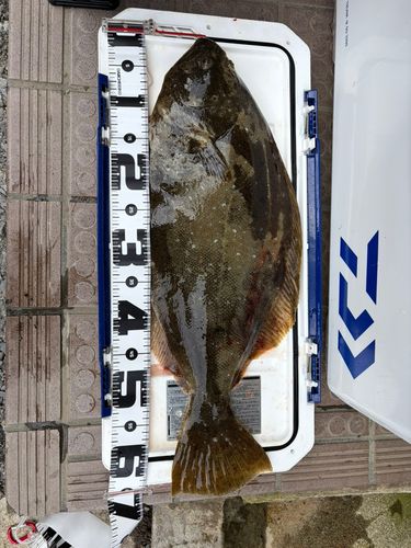 ヒラメの釣果