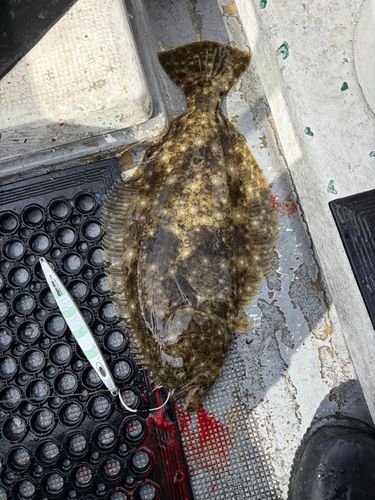 ヒラメの釣果