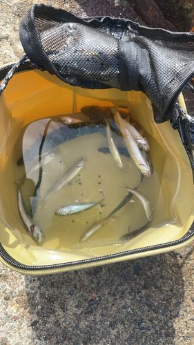 サバの釣果