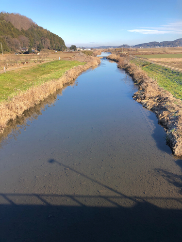 コイの釣果