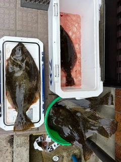 ヒラメの釣果