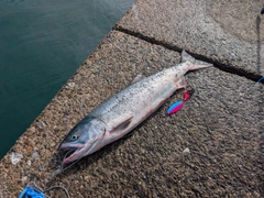 アキアジの釣果