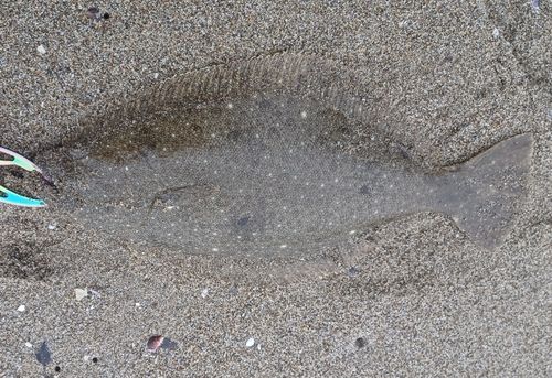 ヒラメの釣果