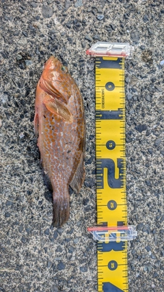 キジハタの釣果