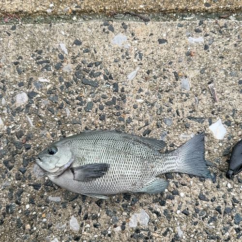 グレの釣果
