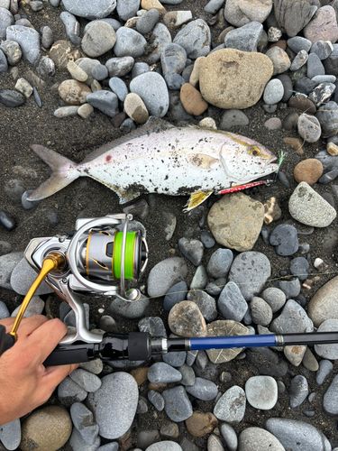 ショゴの釣果