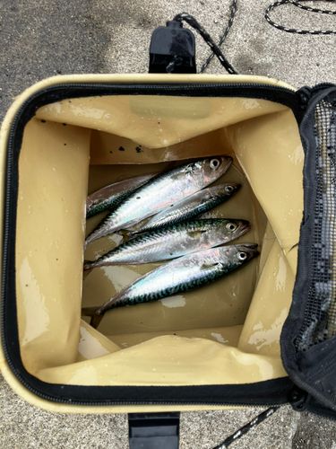 サバの釣果